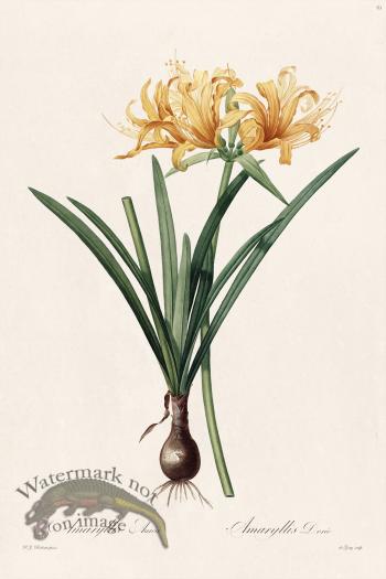 Les Liliacees Redoute 061